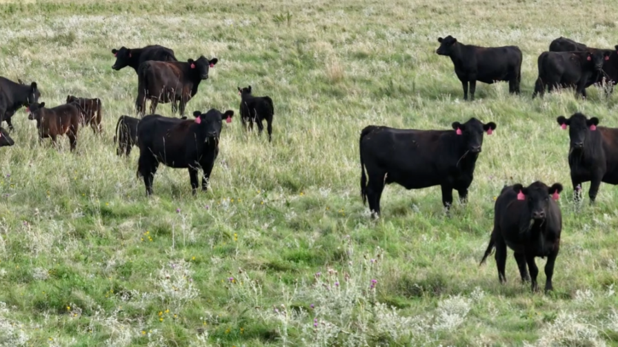 NEED to ship! 1100LB April to mid May calving 3 year old’s!- BC1024A5